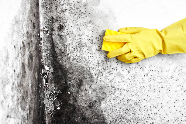 Best Professional Mold Removal  in Perry, IA