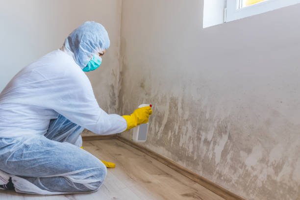 Mold Removal Process in Perry, IA