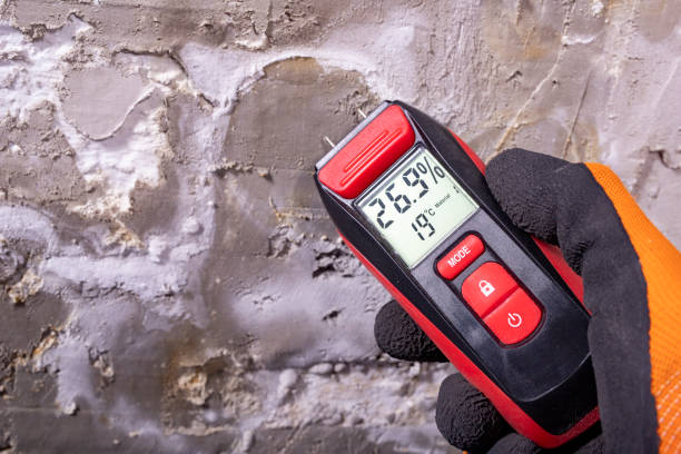 Best Black Mold Removal  in Perry, IA