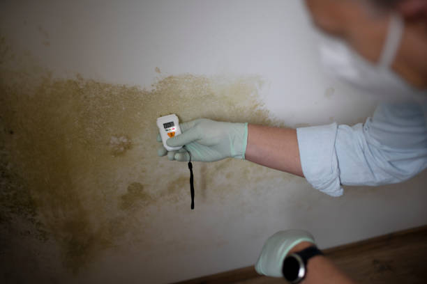 Best Emergency Mold Removal  in Perry, IA
