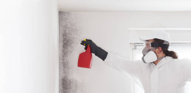 Certified Mold Removal in Perry, IA