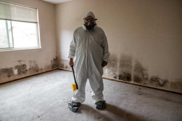 Best Office Mold Removal Services  in Perry, IA