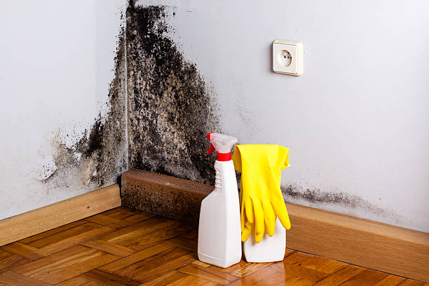 Best Black Mold Removal  in Perry, IA