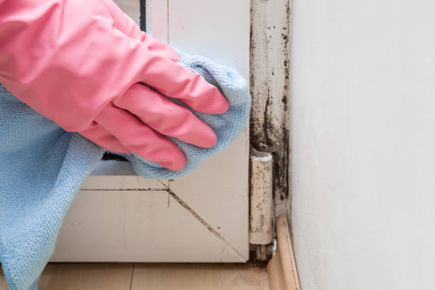 Best Mold Removal Process  in Perry, IA